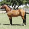 Sire: HCR Alejandro de la Vega (This stallion is line bred Mantequilla with Coral
Dam: ECL Princesa (This mare has Piloto, Regional, and Mantequilla) 